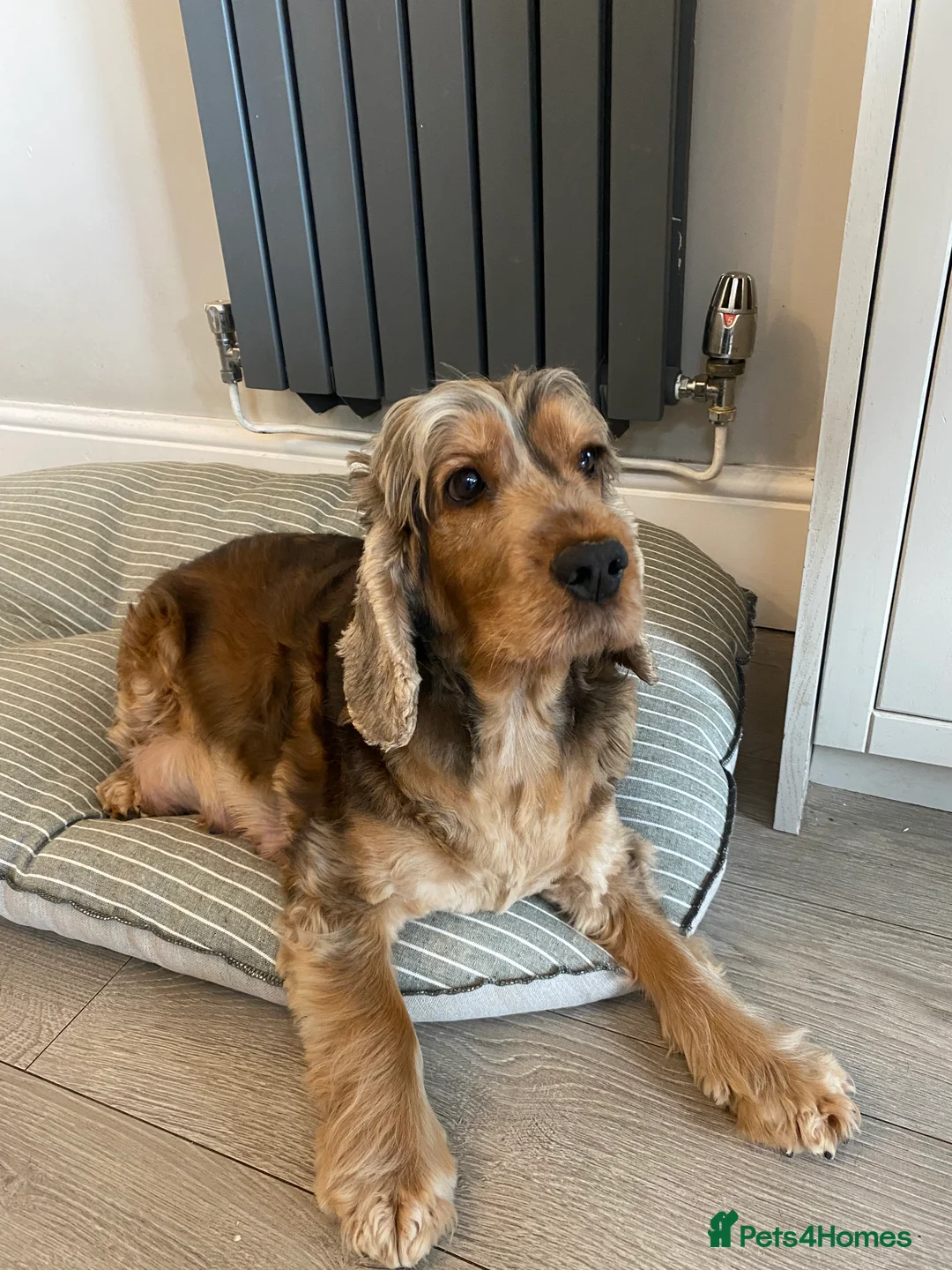 Cocker Spaniel dogs for sale: KC Show Cocker Spaniel puppies 🐶❤️ in Chester - Advert 2