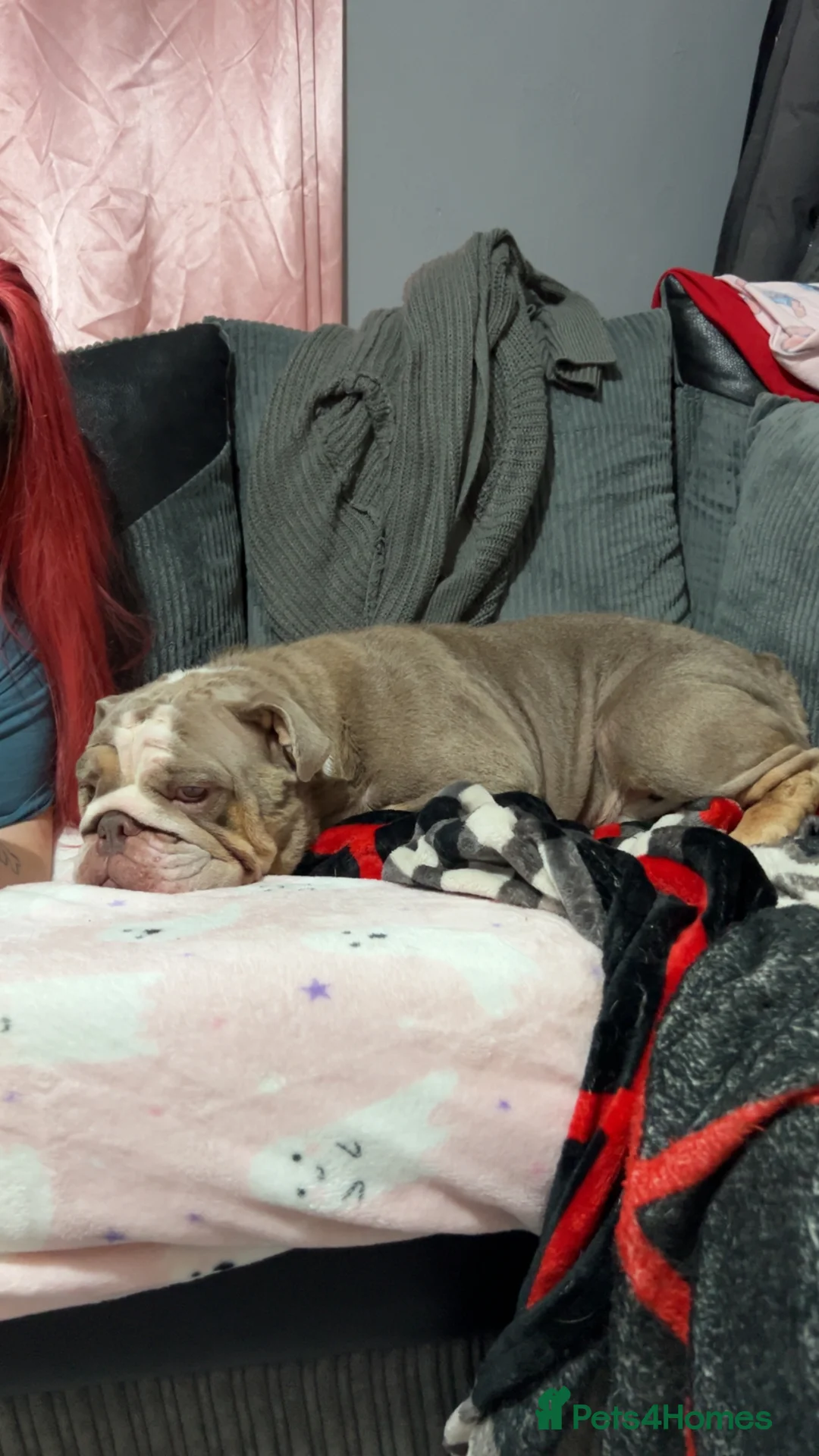 English Bulldog dogs for sale: Female English bulldog - Advert 3