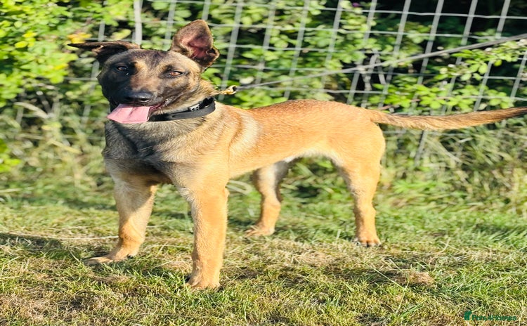 Belgian Shepherd Dog dogs - Advert 1