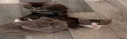 Maine Coon cats for sale: Maine coon cross kittens - Advert 28