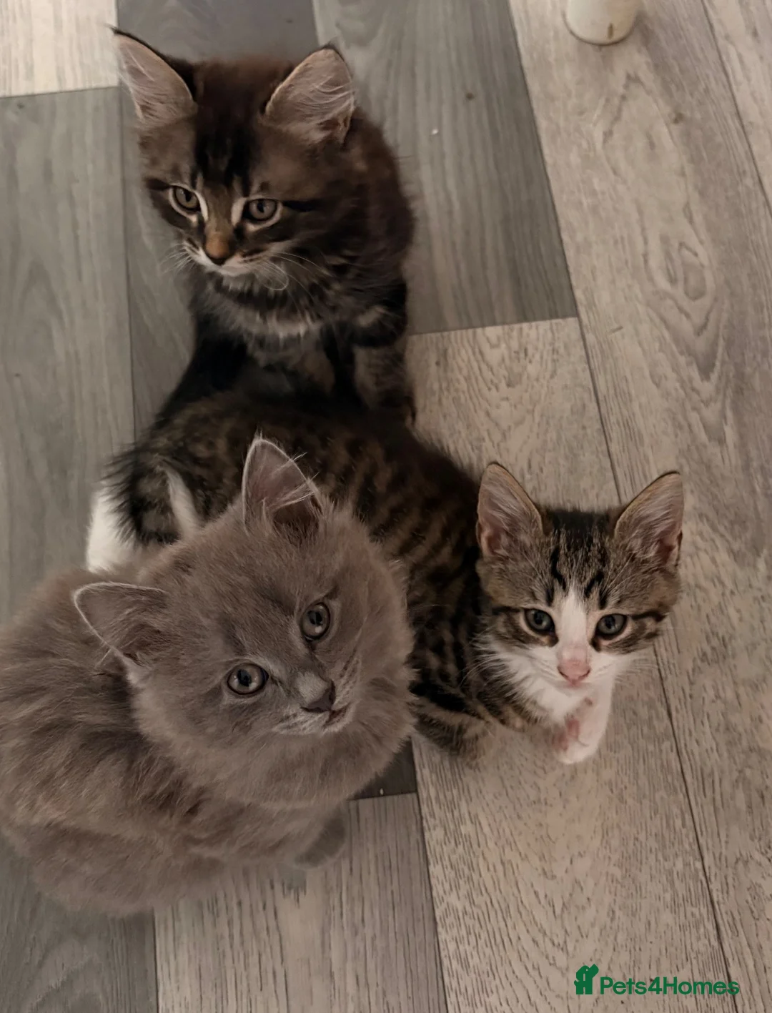 Maine Coon cats for sale: Maine coon cross kittens - Advert 28