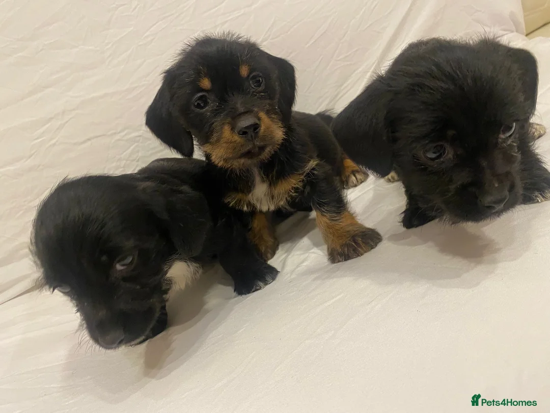Mixed Breed dogs for sale: Beautiful dachshund/shih Tzu puppy’s  in Doncaster - Advert 7