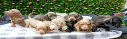 Miniature Dachshund dogs for sale: RAINBOW MINIS KC REG PRA CLEAR  - Advert 4
