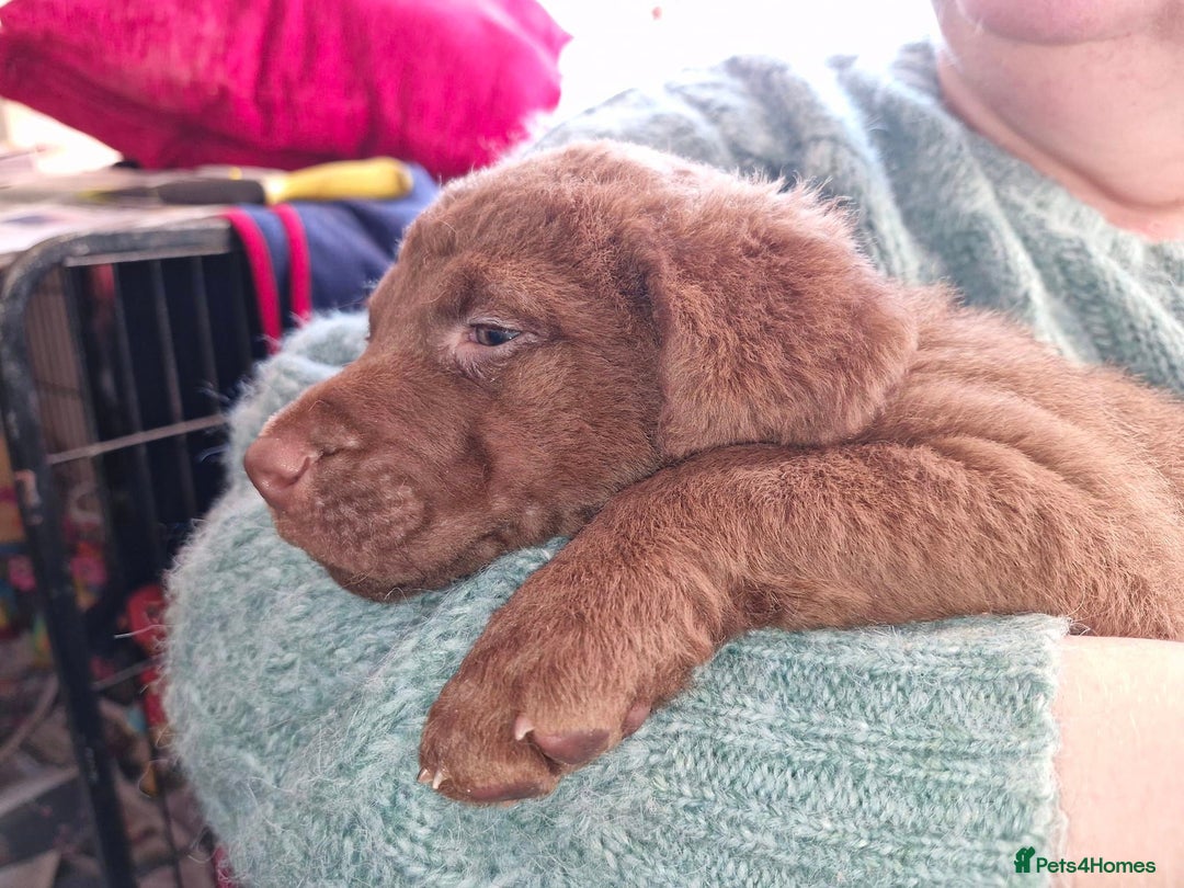 Chesapeake Bay Retriever dogs for sale: Chesapeake Bay Retriever (Chessie) pups - Advert 12