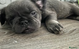 French Bulldog dogs for sale: 🐾Ready now 🔥Fluffy French bulldogs🔥🐾 in Rotherham - Image 11