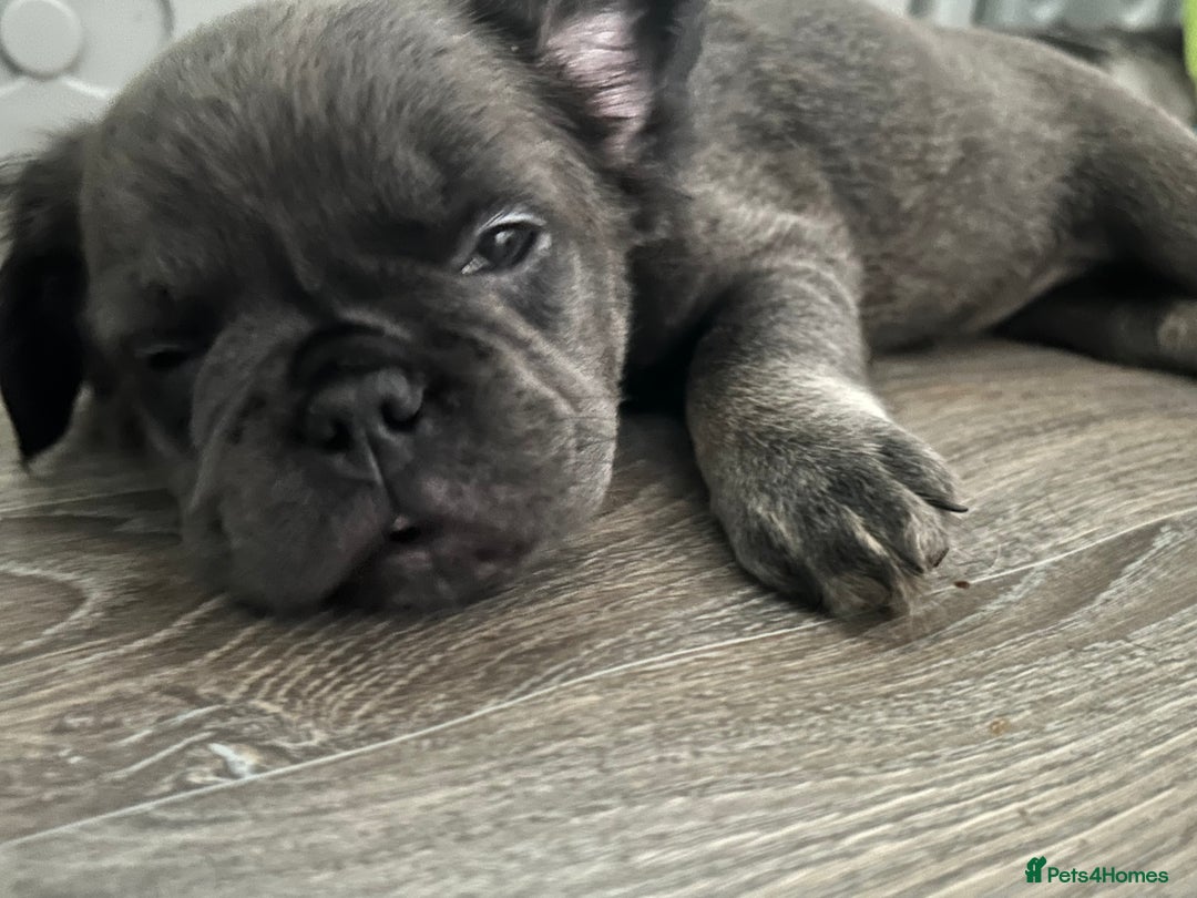 French Bulldog dogs for sale: 🐾Ready now 🔥Fluffy French bulldogs🔥🐾 in Rotherham - Image 11