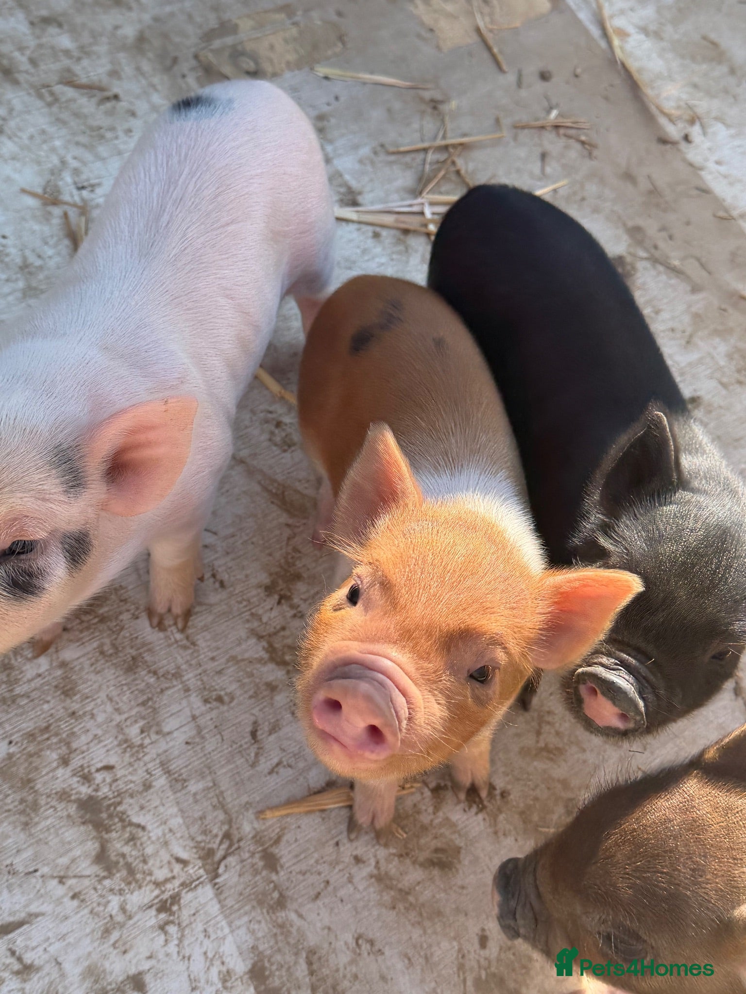 Pig livestock MINI PIGS - Advert 1