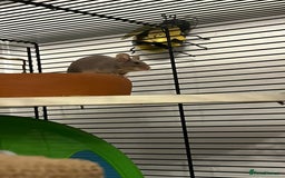 Mouse rodents for sale: X4 adult females and x12 litter  - Image 12