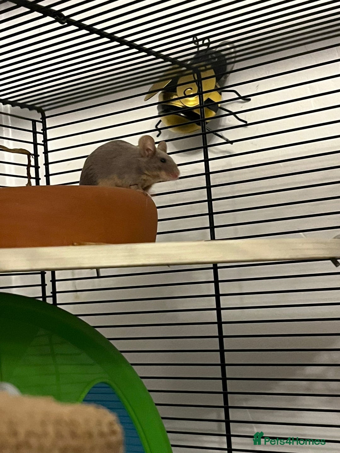 Mouse rodents for sale: X4 adult females and x12 litter  - Image 12