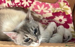 Ragdoll cats for sale: GCCF Pedigree Ragdolls Champion daddy - Image 13