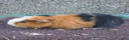 Guinea Pig rodents for sale: Young guinea pigs - Advert 4