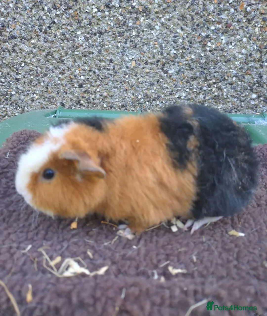 Guinea Pig rodents for sale: Young guinea pigs - Advert 5