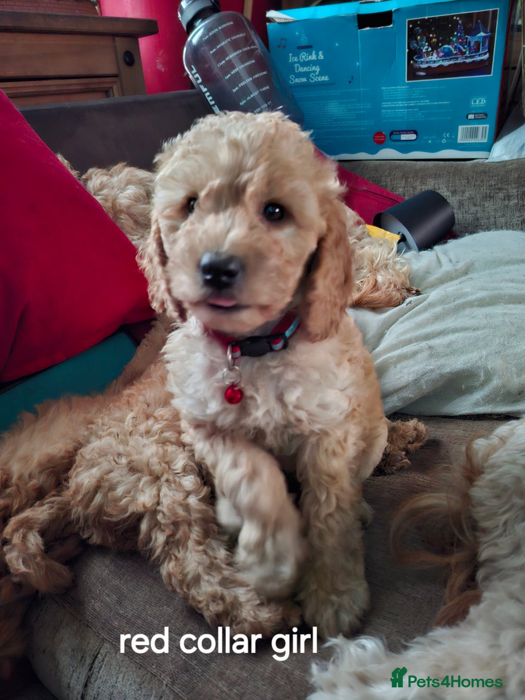 Cockapoo dogs for sale: The puppies are cockapoo  - Advert 5