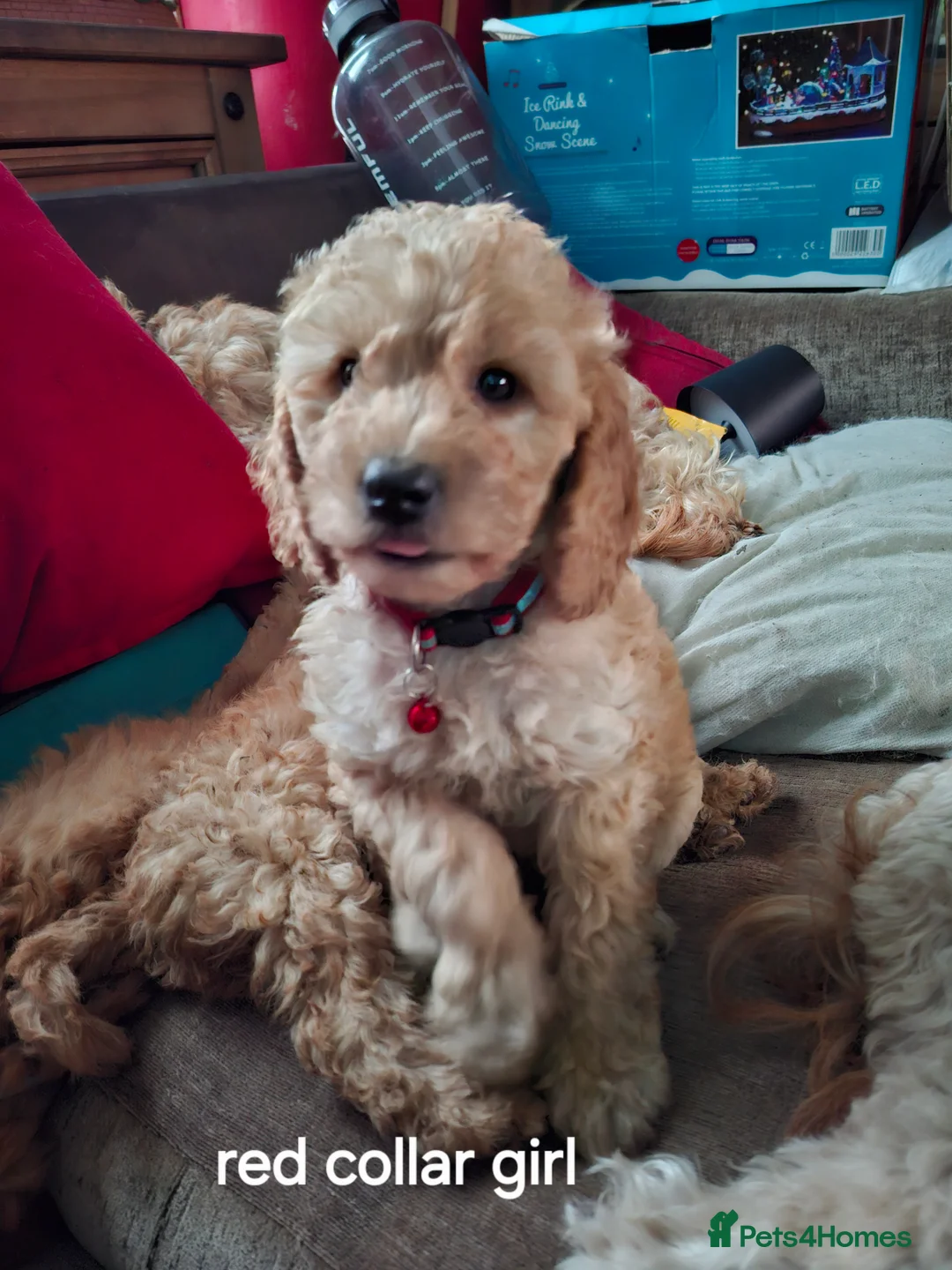 Cockapoo dogs for sale: The puppies are cockapoo  - Advert 3