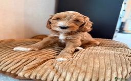 Australian Labradoodle dogs for sale: 🐶READY FOR NEW 🏡 Pure Australian Labradoodle  - Image 16