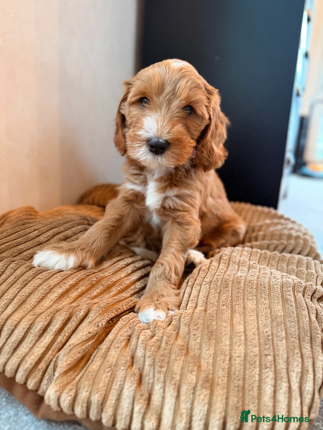 Australian Labradoodle dogs for sale: 🐶READY FOR NEW 🏡 Pure Australian Labradoodle  - Image 16