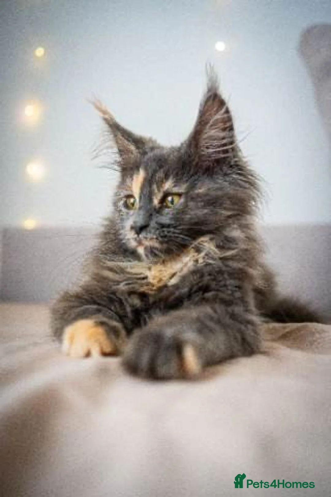 Maine Coon cats for sale: Beautiful 1-Year-Old Pedigree Maine Coon Female  in Boston - Advert 6