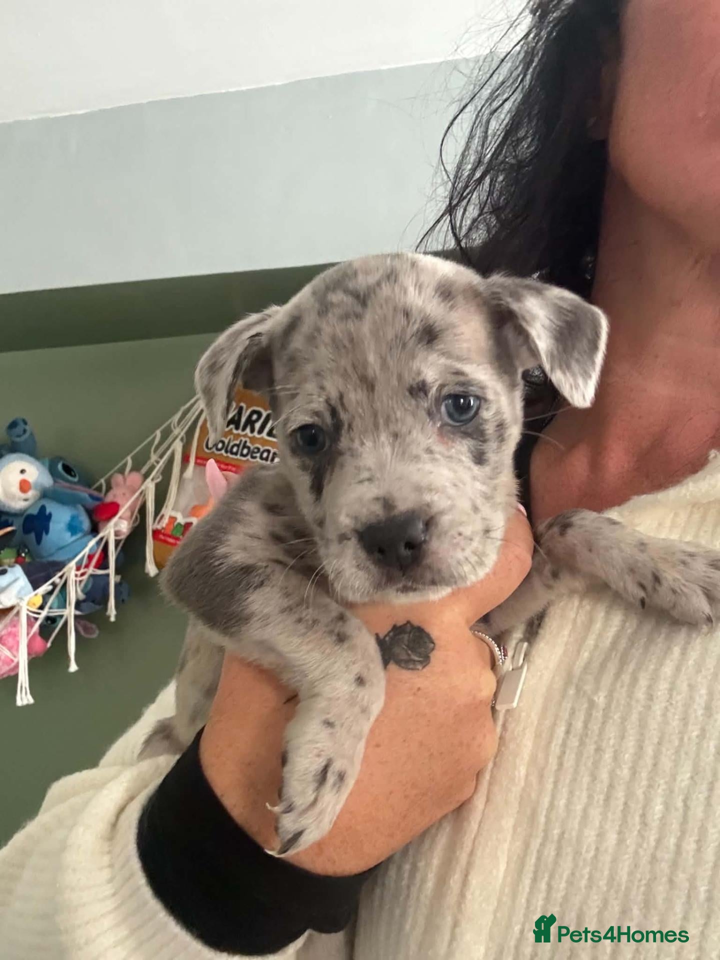 Mixed Breed dogs for sale: Staffy cross blue blooded bulldog puppies - Advert 5