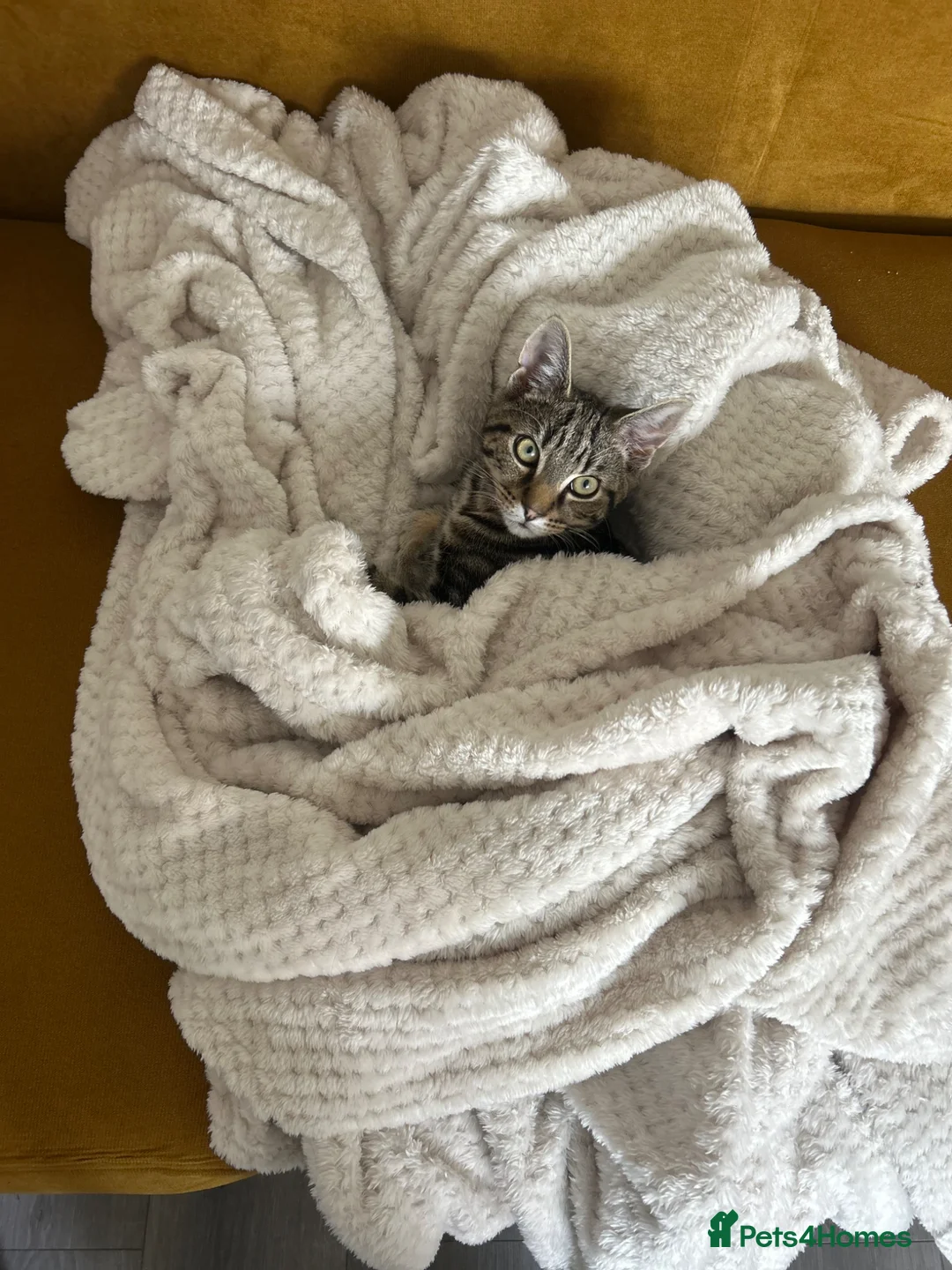 Mixed Breed cats for sale: 5 months old - Wallie in Manchester - Advert 2
