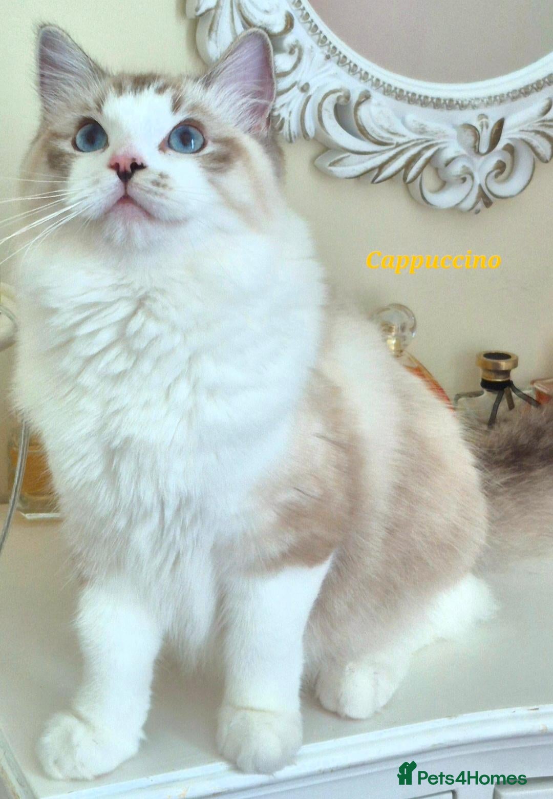 Ragdoll cats Tica registered exceptional  Ragdolls  - Advert 2