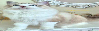 Ragdoll 4