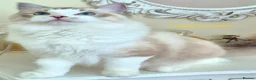 Ragdoll cats for sale: Tica registered exceptional  Ragdolls  - Advert 19