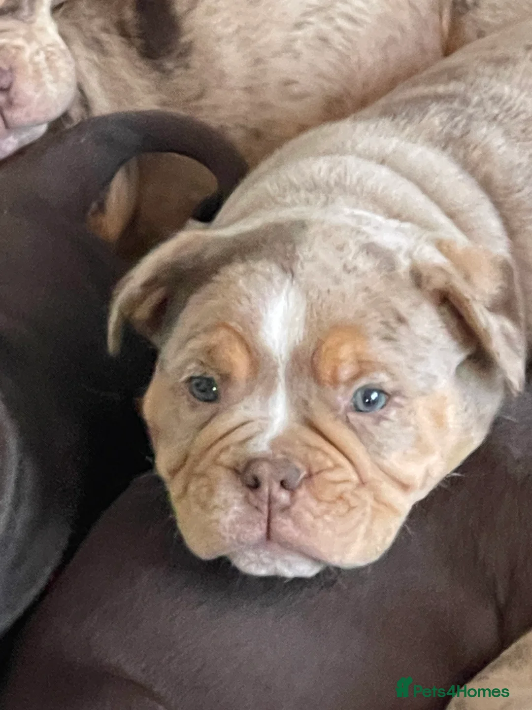 Olde English Bulldogge dogs for sale: Olde English Bulldogs - Advert 33