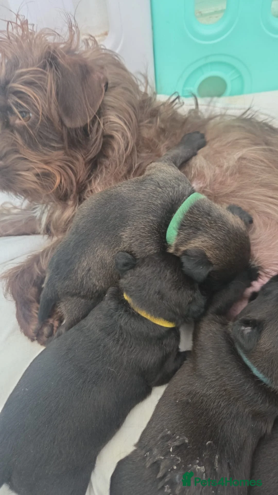 Patterdale Terrier dogs for sale: Patterdale terrier puppies  - Advert 2