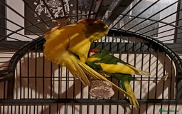 Parakeets birds for sale: Baby kakariki  - Image 13
