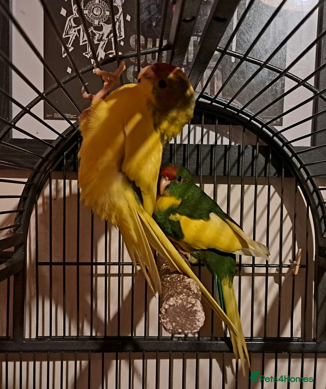 Parakeets birds for sale: Baby kakariki  - Image 13