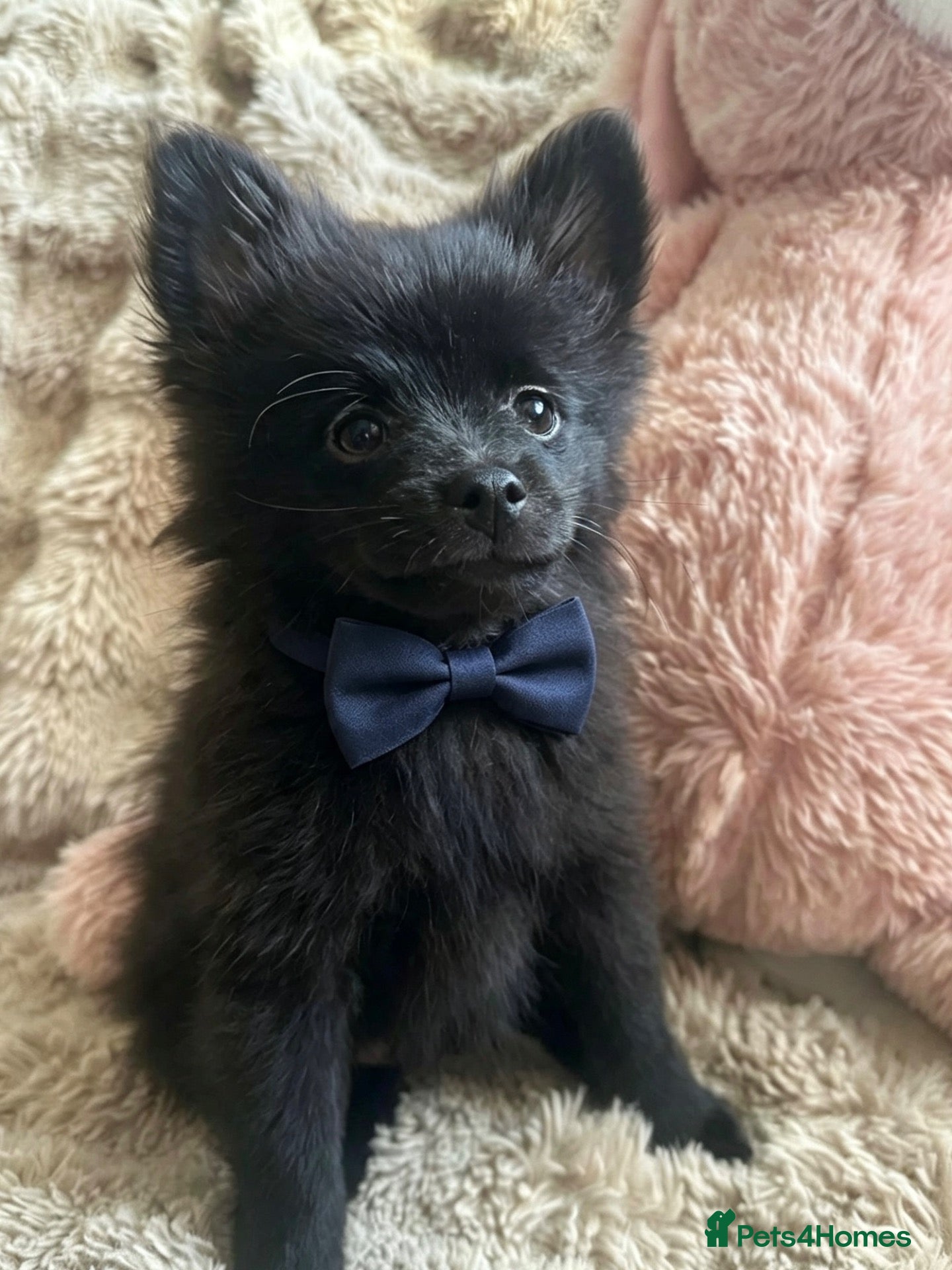 Pomchi dogs 💕Beautiful fluffy Pomchi 💕 - Advert 2