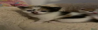 Mixed Breed Kitten 3