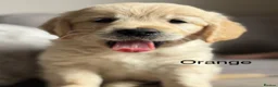 Golden Retriever dogs for sale: Health tested, KC reg Golden retriever puppies - Advert 5