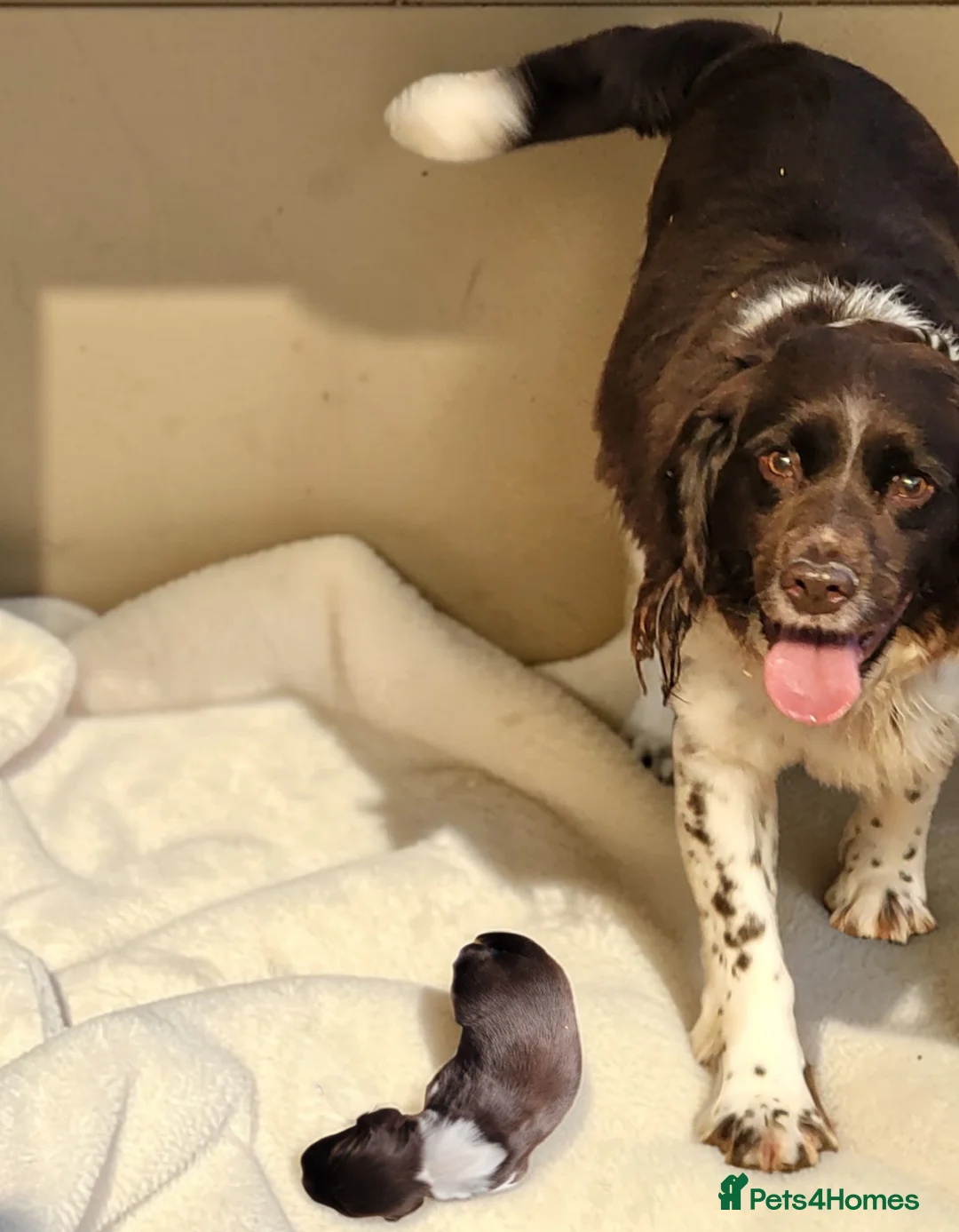 English Springer Spaniel dogs for sale: Liver and white boy springer spaniel  - Advert 2