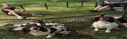 English Springer Spaniel dogs for sale: Working Springer Spaniels  - Advert 9