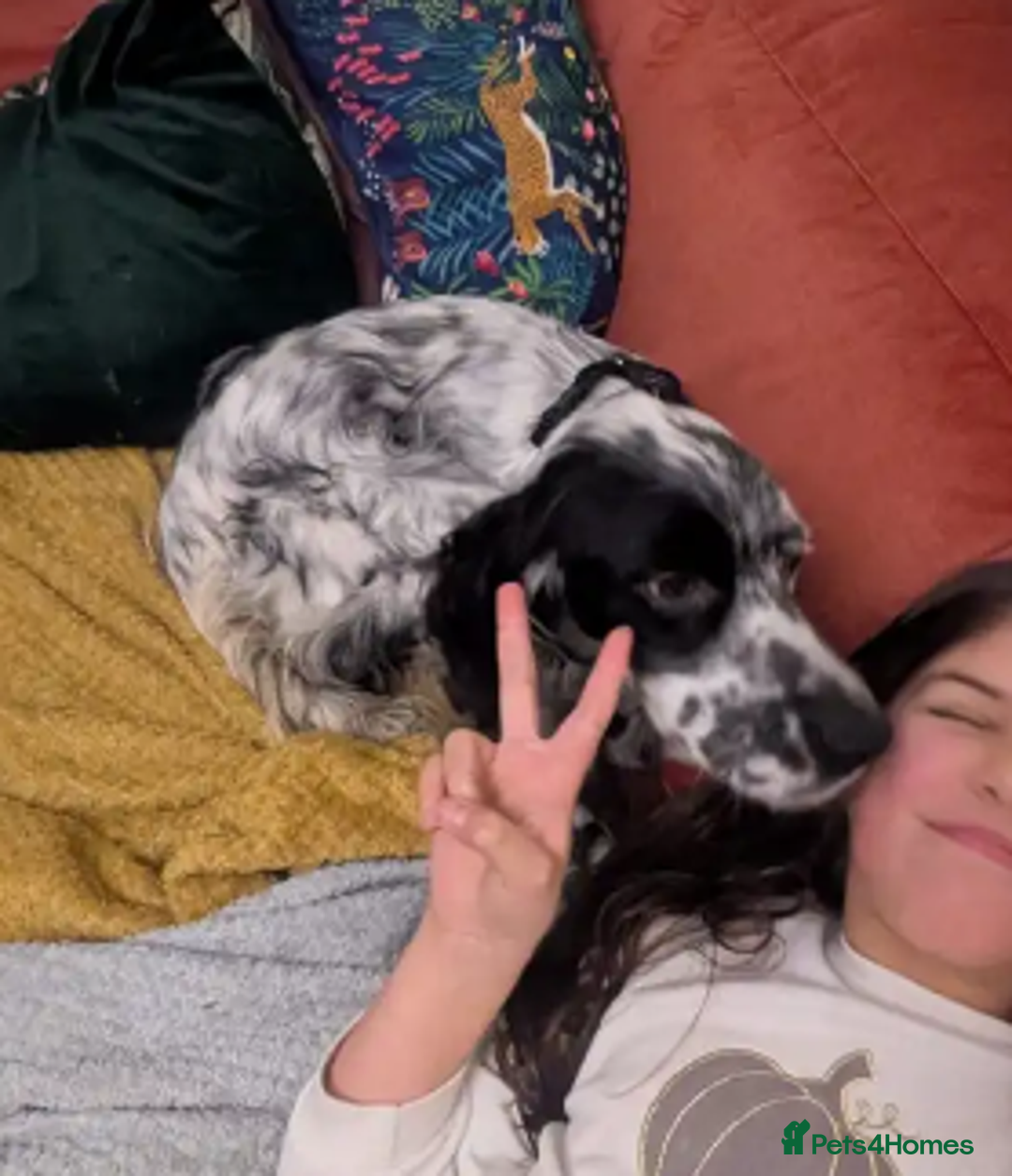 English Setter dogs for adoption: Korro - Advert 13