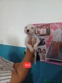 Staffordshire Bull Terrier 5
