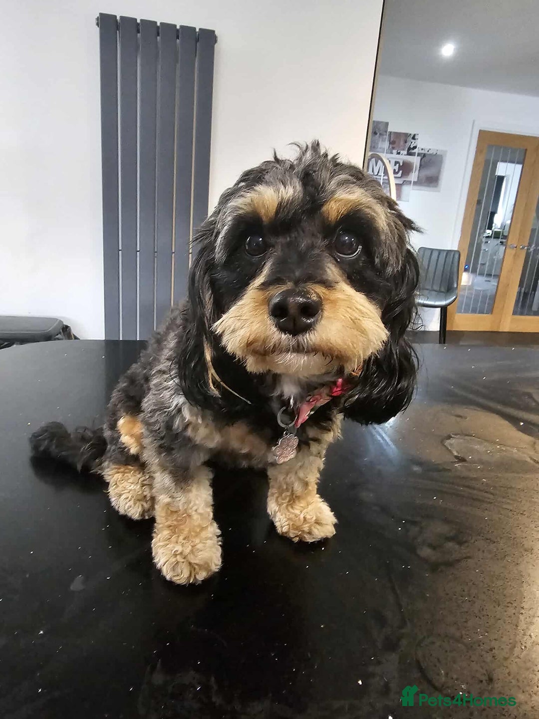 Cavapoochon dogs for sale: Two Year Old Female Cavapoochon - Image 8