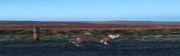 Mixed Breed dogs for stud: American Staffordshire Terrier x Staff Bull Terr. - Advert 6