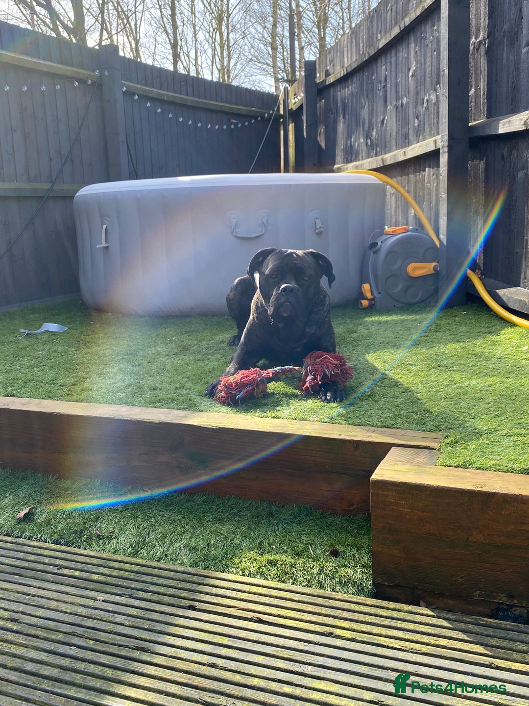 Cane Corso dogs for sale: Bruno  - Advert 12