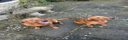 Labrador Retriever dogs for sale: beautiful kc registered fox red Labrador puppies  - Advert 18