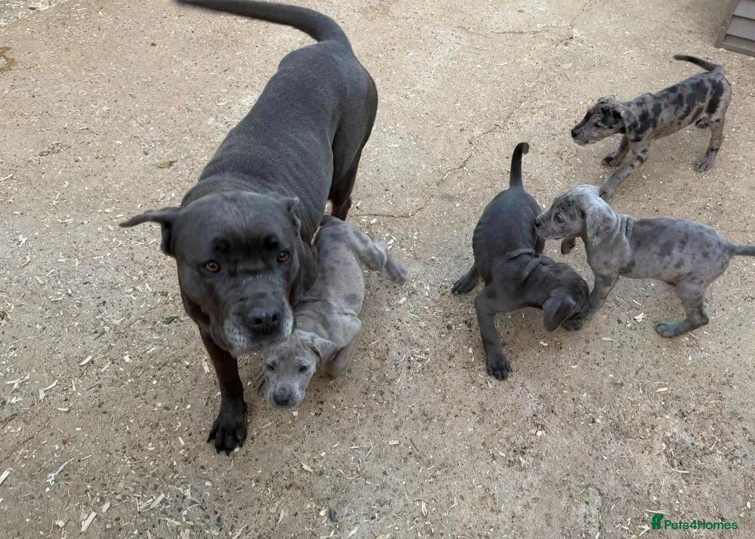 Cane Corso dogs A Wonderful Litter Of Cane Corso Puppies For Sale - Advert 1