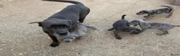 Cane Corso dogs for sale: A Wonderful Litter Of Cane Corso Puppies For Sale - Advert 1