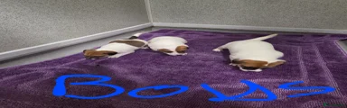 Jack Russell Puppy 2