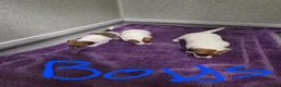 Jack Russell dogs for sale: Jack russell pups  in Stevenston - Advert 15