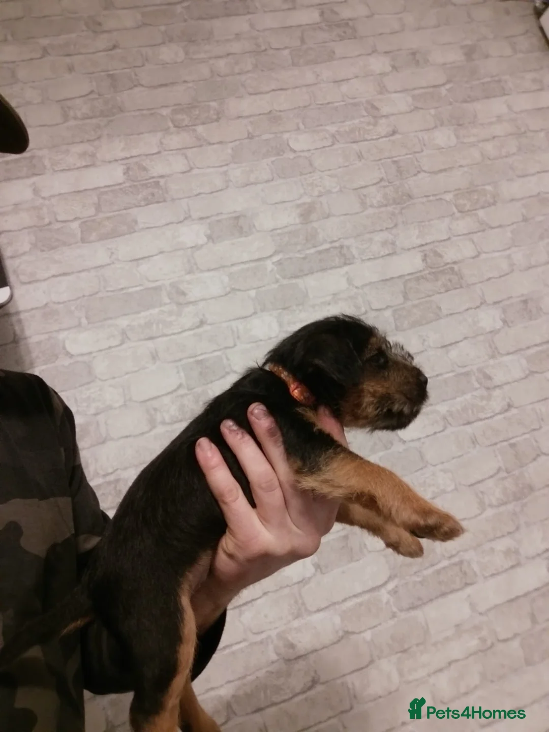 Lakeland Terrier dogs for sale: Gorgeous Lakeland terrier puppies - Advert 15