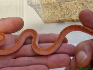Corn Snake reptiles Corn snakes from £25, prices in description - Advert 1