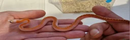 Corn Snake reptiles for sale: Corn snakes from £30, prices in description  - Advert 2