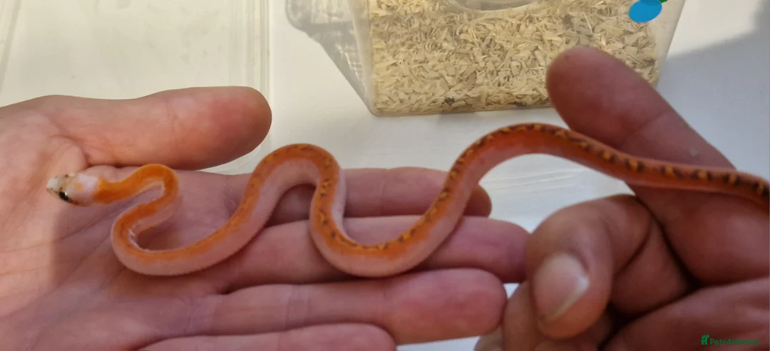 Corn Snake reptiles for sale: Corn snakes from £30, prices in description  - Advert 2