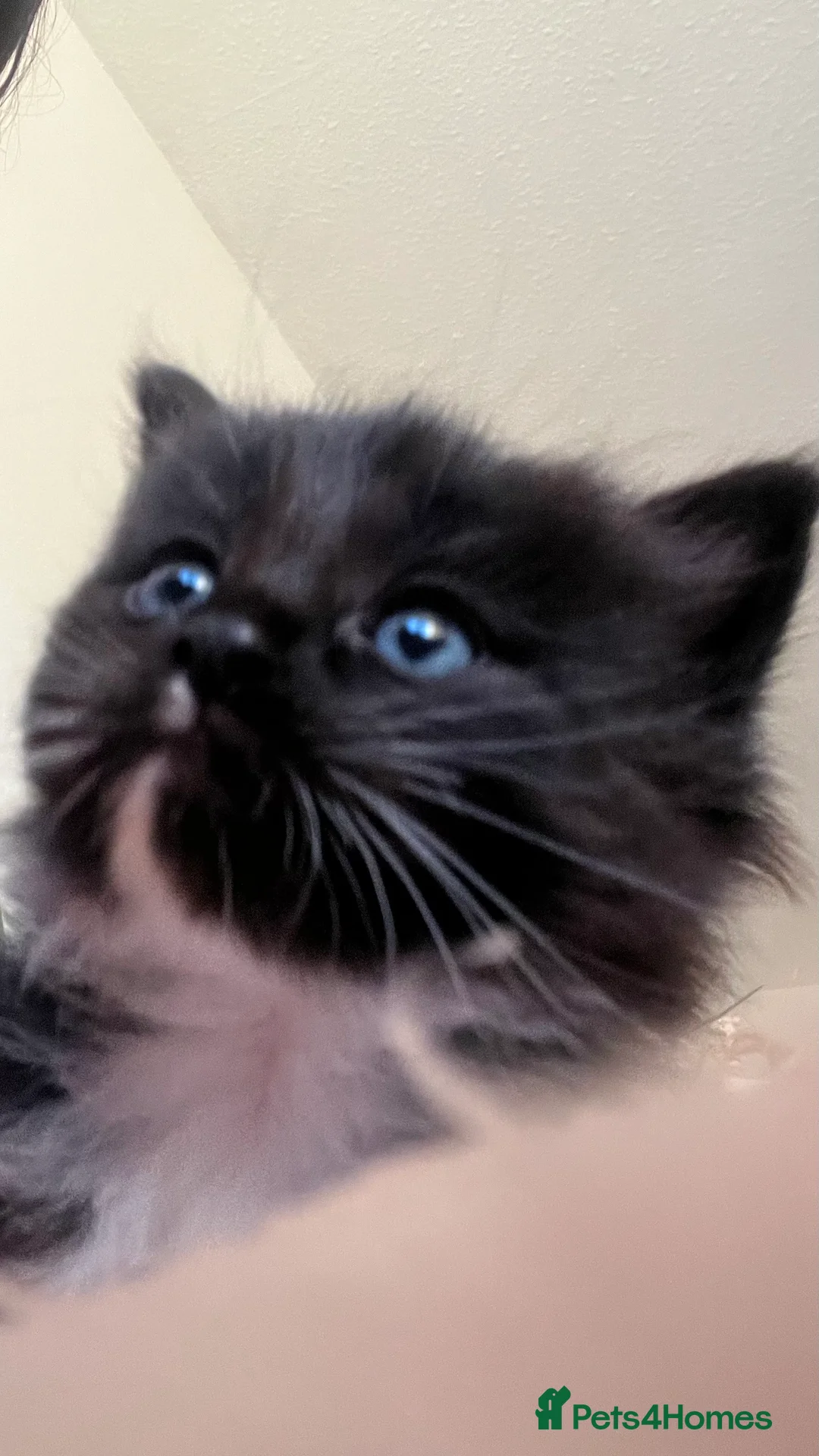 Ragdoll cats for sale:  Reserved! Ragdoll Kittens- Fluffy, Very Cuddly  - Advert 11